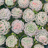 Echeveria Sina