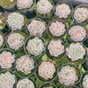 Echeveria Sina