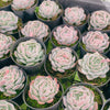 Echeveria Sina