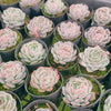 Echeveria Sina