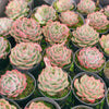 Echeveria 'Lily in the Rain'