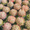 Echeveria 'Lily in the Rain'
