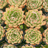 Echeveria ‘Golden Dream'