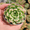 Echeveria ‘Golden Dream'