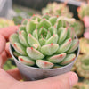 Echeveria ‘Golden Dream'