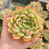 Echeveria ‘Golden Dream'