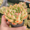 Echeveria ‘Golden Dream'