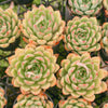 Echeveria ‘Golden Dream'