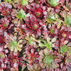 Aeonium 'Superbang'