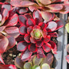 Aeonium 'Superbang'