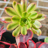 Aeonium 'Superbang'