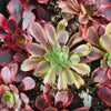 Aeonium 'Superbang'
