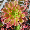 Aeonium 'Superbang'
