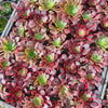 Aeonium 'Superbang'