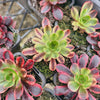 Aeonium 'Superbang'