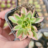 Aeonium 'Green Tea'