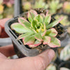 Aeonium 'Green Tea'