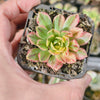 Aeonium 'Green Tea'