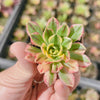 Aeonium 'Green Tea'