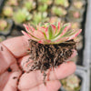 Aeonium 'Green Tea'