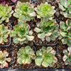 Aeonium 'Butterfly'