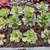 Aeonium 'Butterfly'
