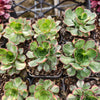 Aeonium 'Butterfly'