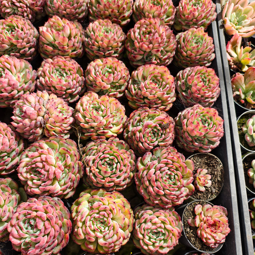 [PACK of 10 PLANTS] x Echeveria Marcel