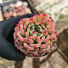 [PACK of 10 PLANTS] x Echeveria Marcel