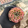 [PACK of 10 PLANTS] x Echeveria Marcel