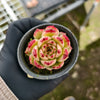 Echeveria ‘Phoenix Fire'