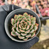 Echeveria ‘Camano'