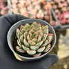 Echeveria ‘Camano'