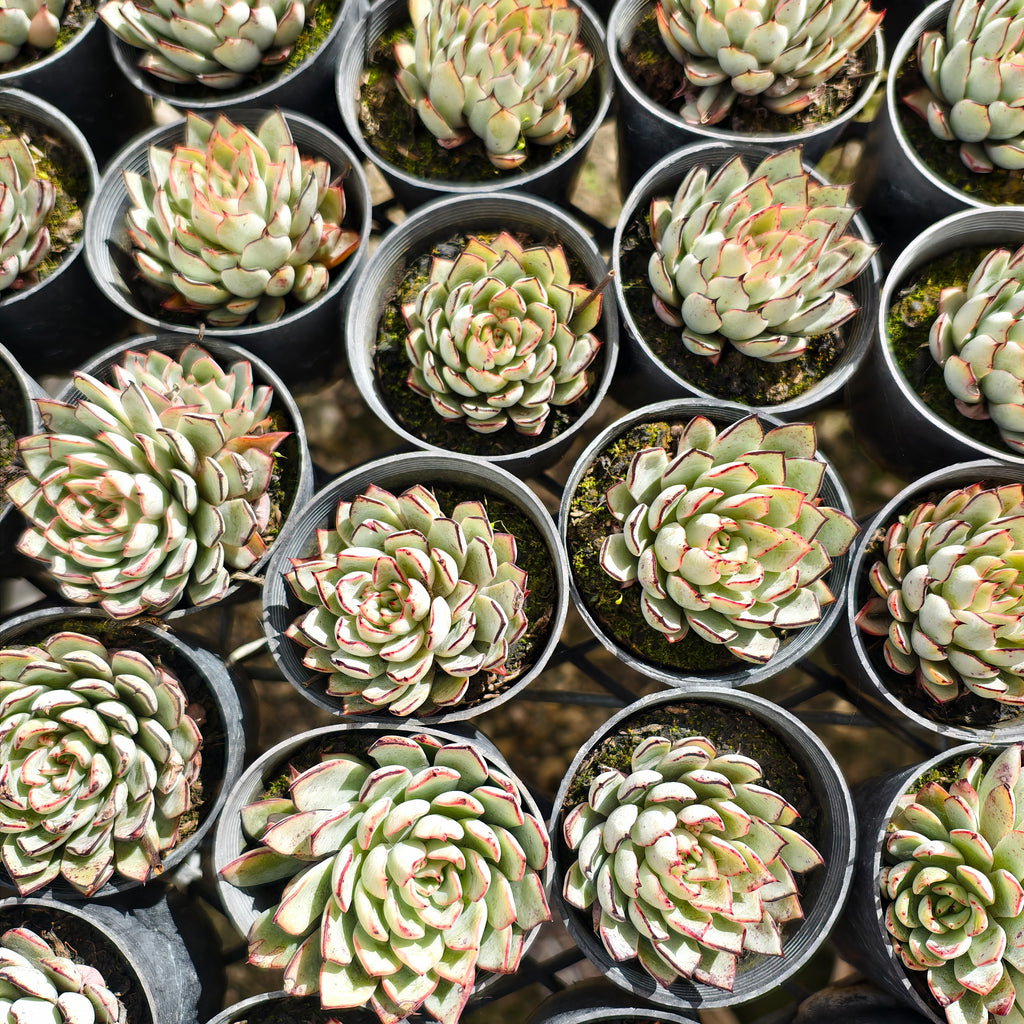 Echeveria ‘Camano'