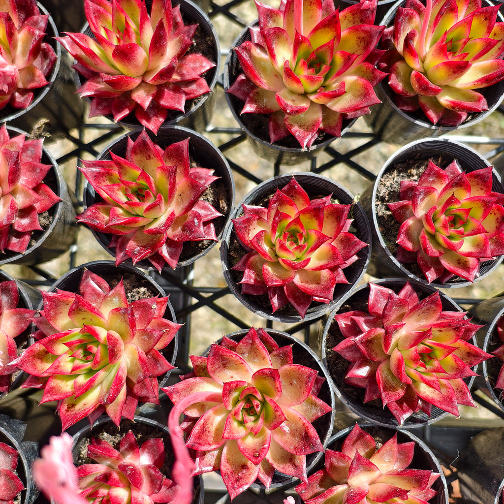 Echeveria 'Ruby Halo'