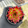 Echeveria 'Ruby Halo'