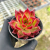 Echeveria 'Ruby Halo'