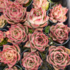 Echeveria 'Jade Star'