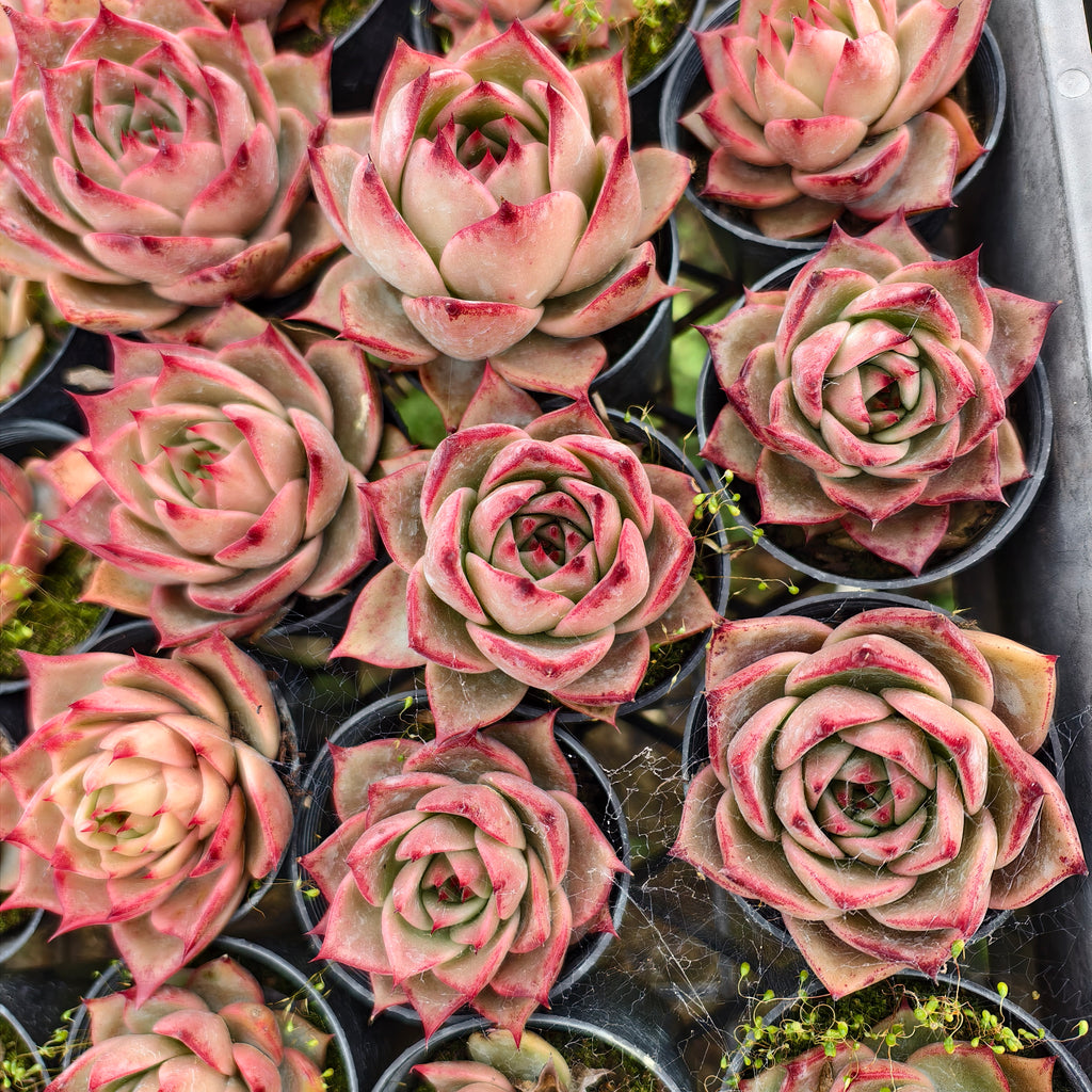 Echeveria 'Jade Star'