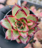 Echeveria ' New York Rose'