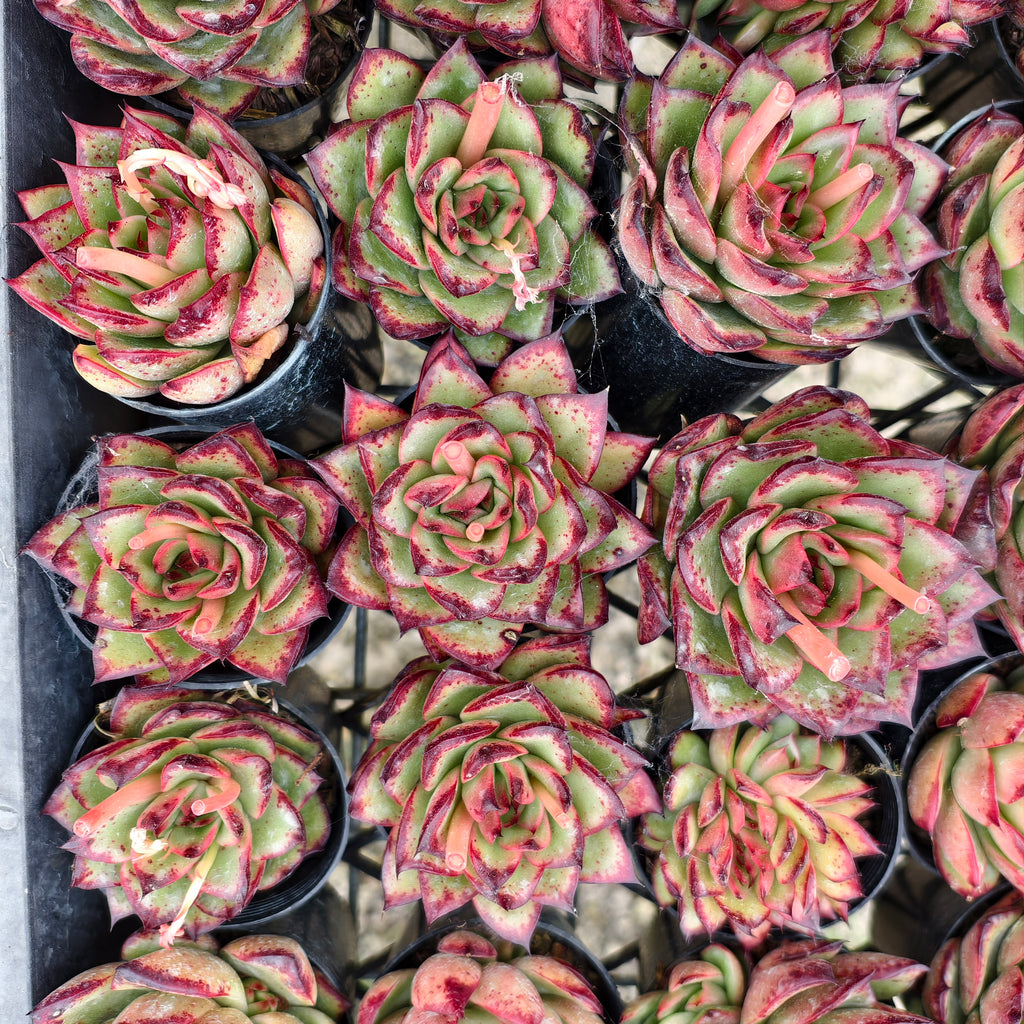 Echeveria ' New York Rose'