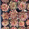 Echeveria ' New York Rose'