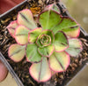 Aeonium 'Butterfly'
