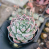 Echeveria 'Alabaster Magic'