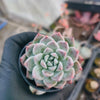 Echeveria 'Alabaster Magic'