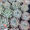 Echeveria 'Alabaster Magic'