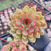Echeveria 'Purple Cloud'