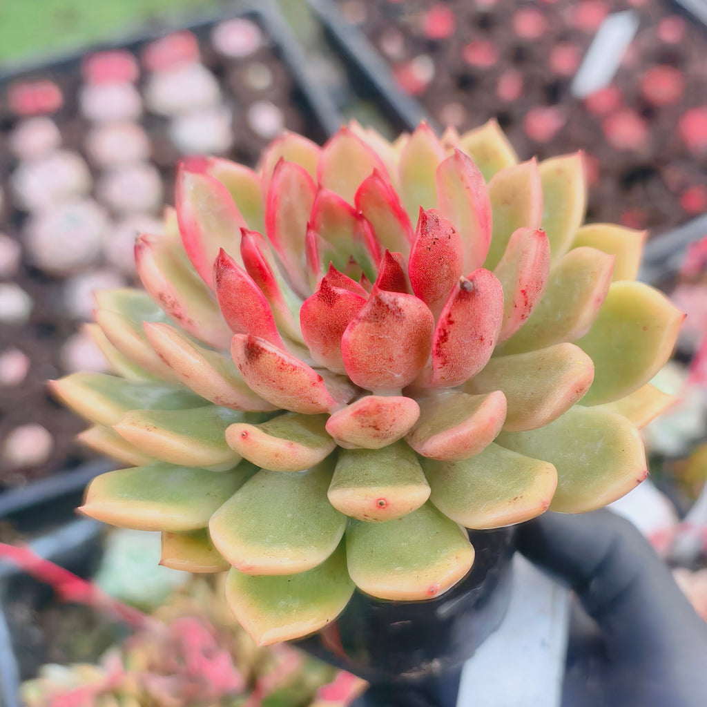 Echeveria 'Purple Cloud'