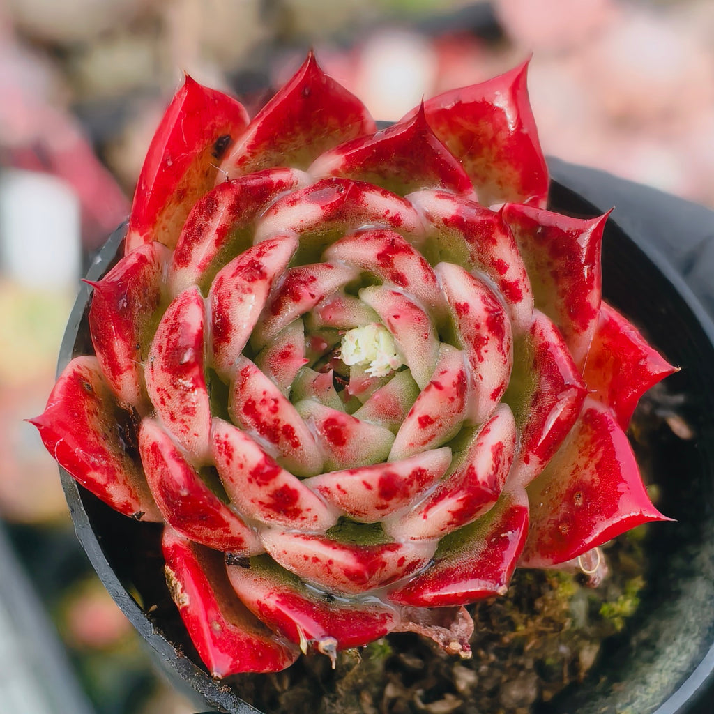 Echeveria 'Elizabeth' - Korean Form
