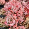 Echeveria 'Lemon and Lime'